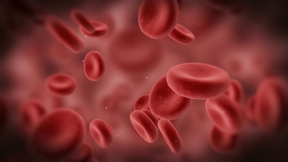 An artist's impression of red blood cells in the blood stream, representing our Iron Deficiency Testing service