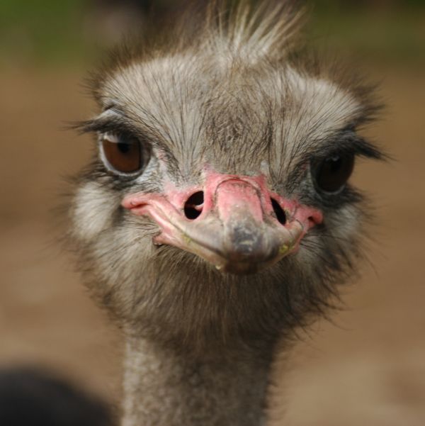 Head shot of an ostrich, representing the 