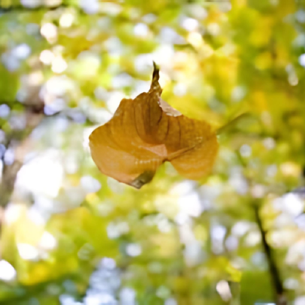 Falling leaf